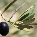 SINOTALKS’s Editorial Caught Global Attention & “Moon Diplomacy”